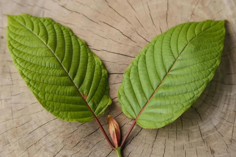 Kratom 101
